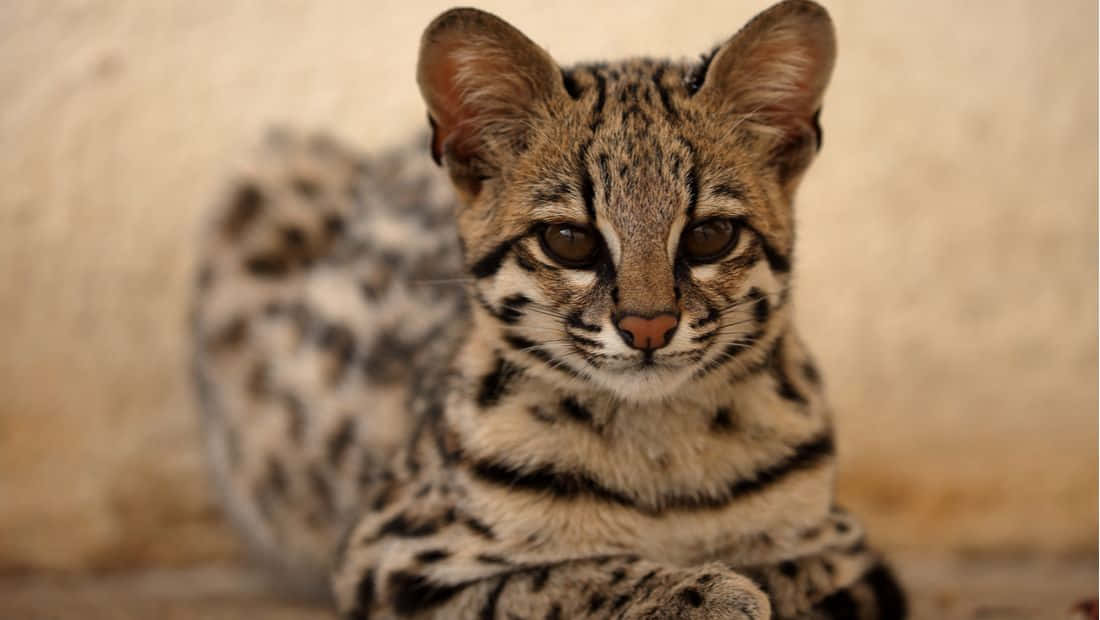 Ocelot Portrait Close Up.jpg Wallpaper