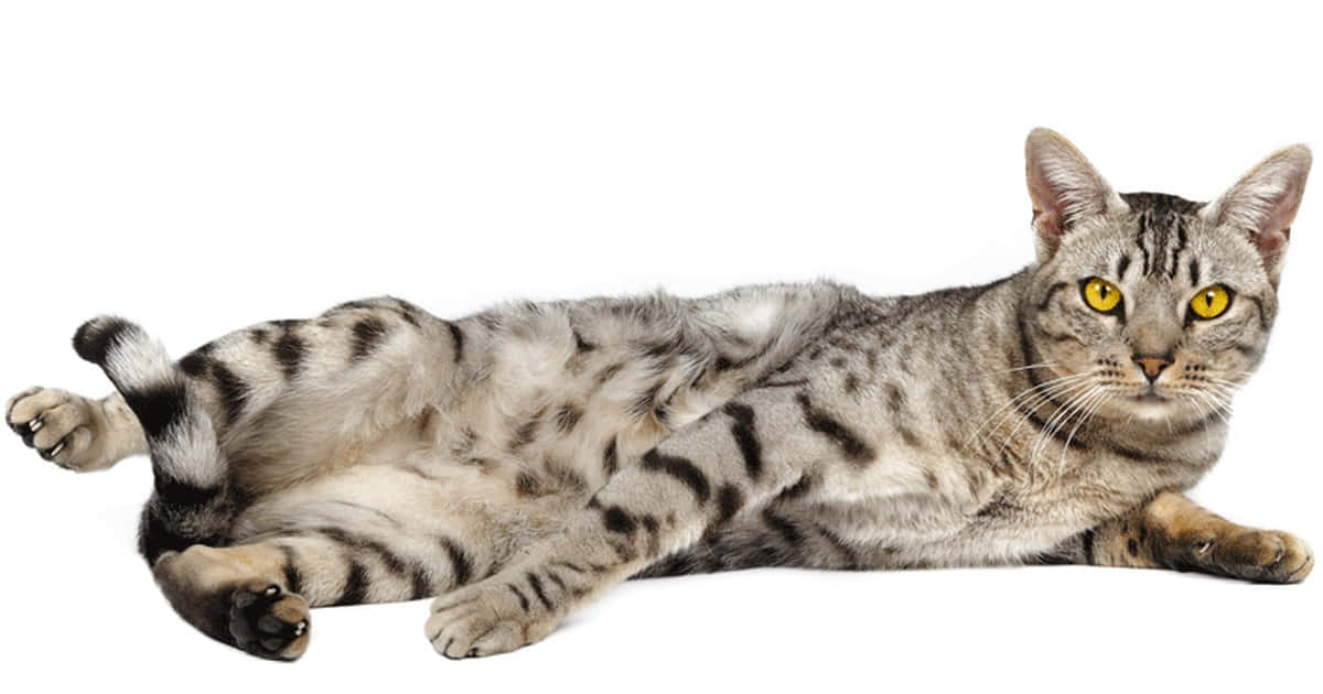 Ocicat 1200 X 630 Wallpaper Wallpaper