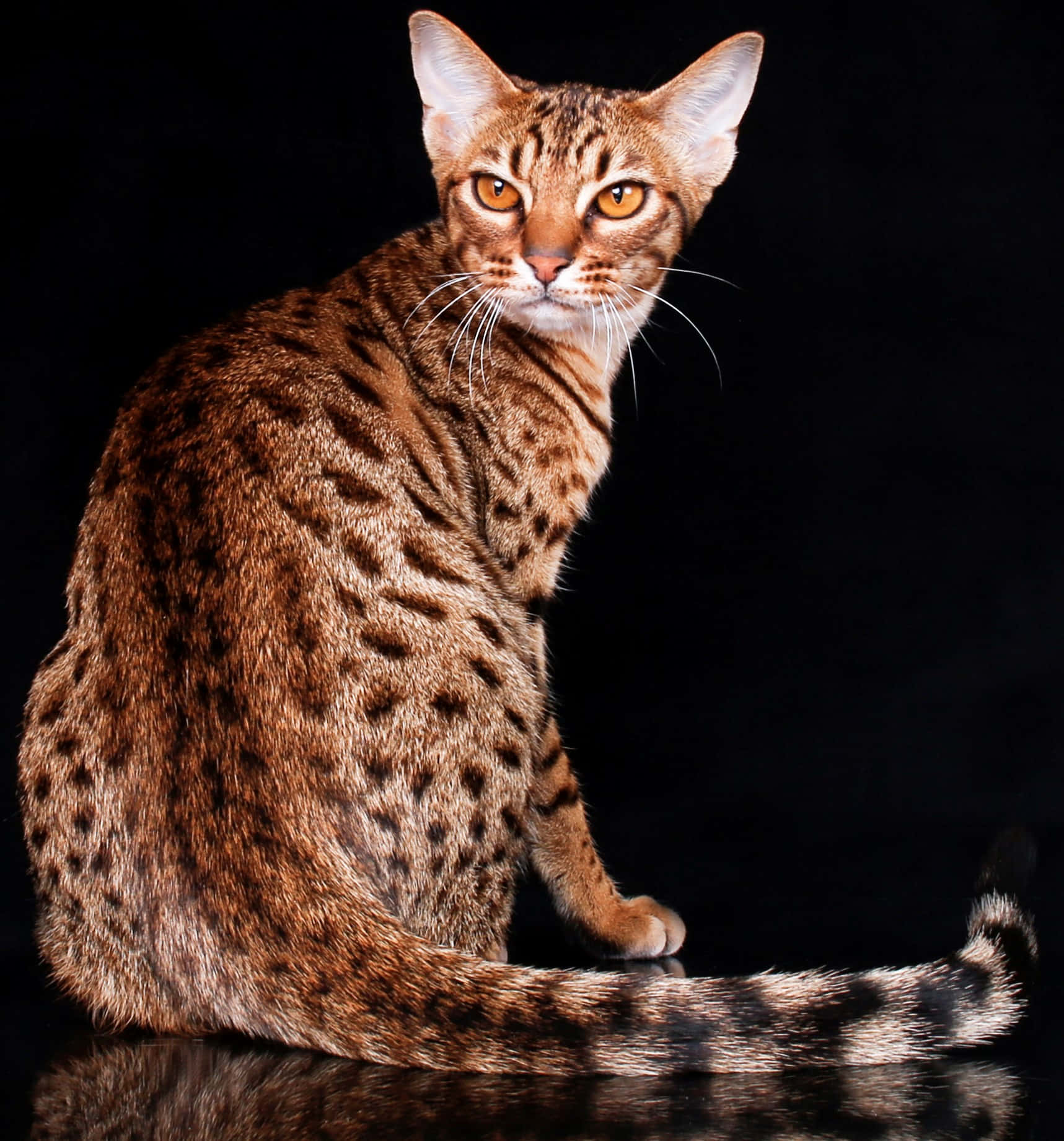 Ocicat Relaxing On A Cozy Couch Wallpaper