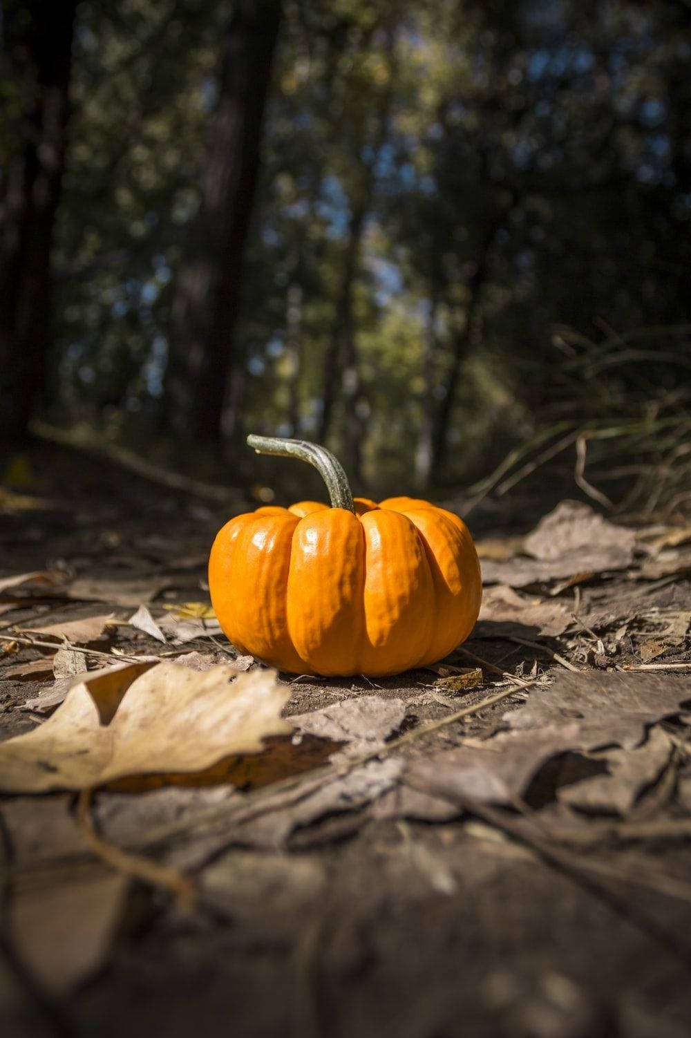 October Pumpkin Forest Macro Wallpaper