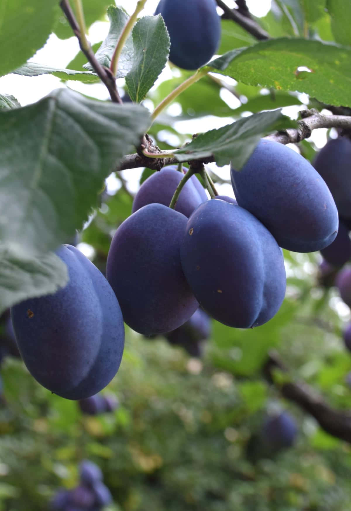 Odd Shape Damson Plums Branch Wallpaper