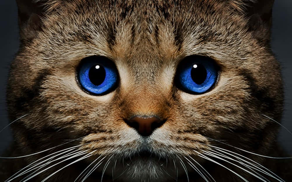 Ojos Azules Cat With Deep Blue Eyes Wallpaper