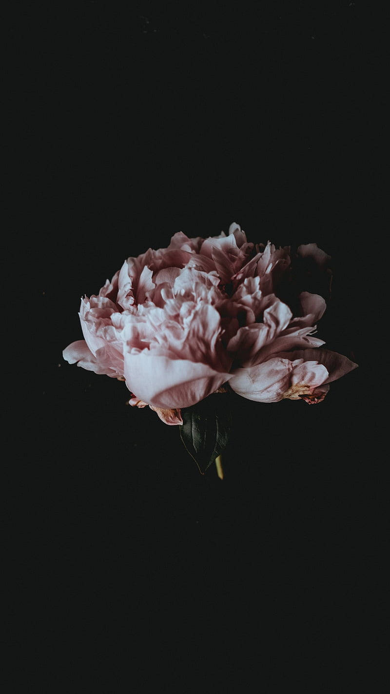 Old Rose Dark Floral Wallpaper