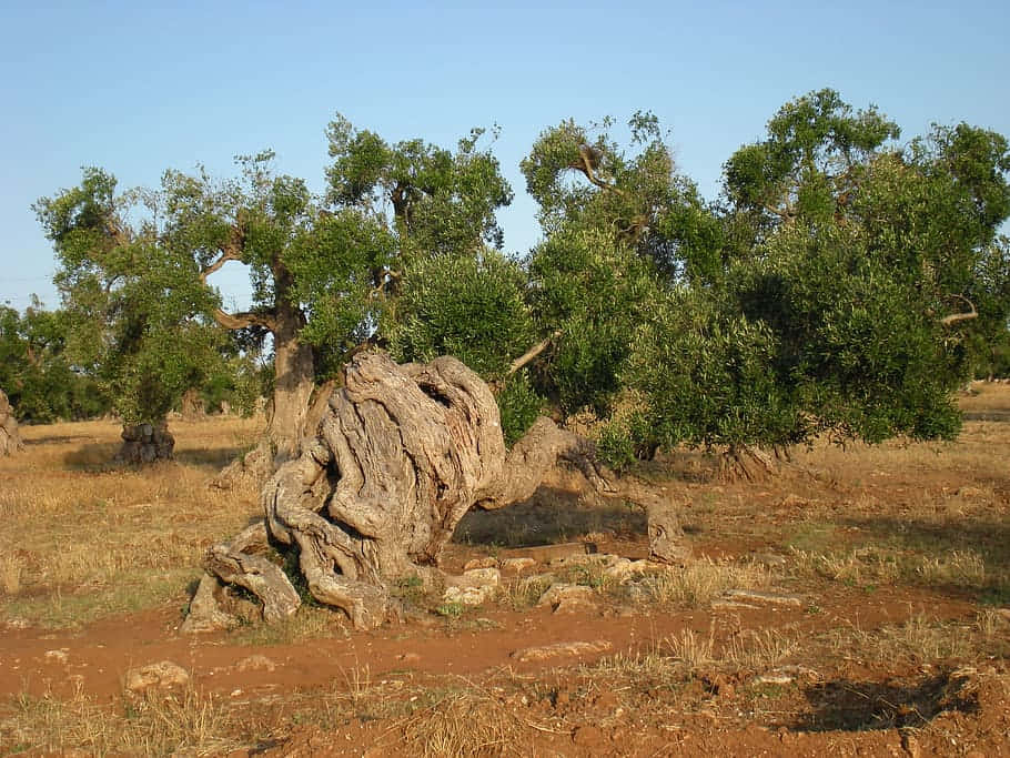 Olive Tree At Secular Forest Wallpaper