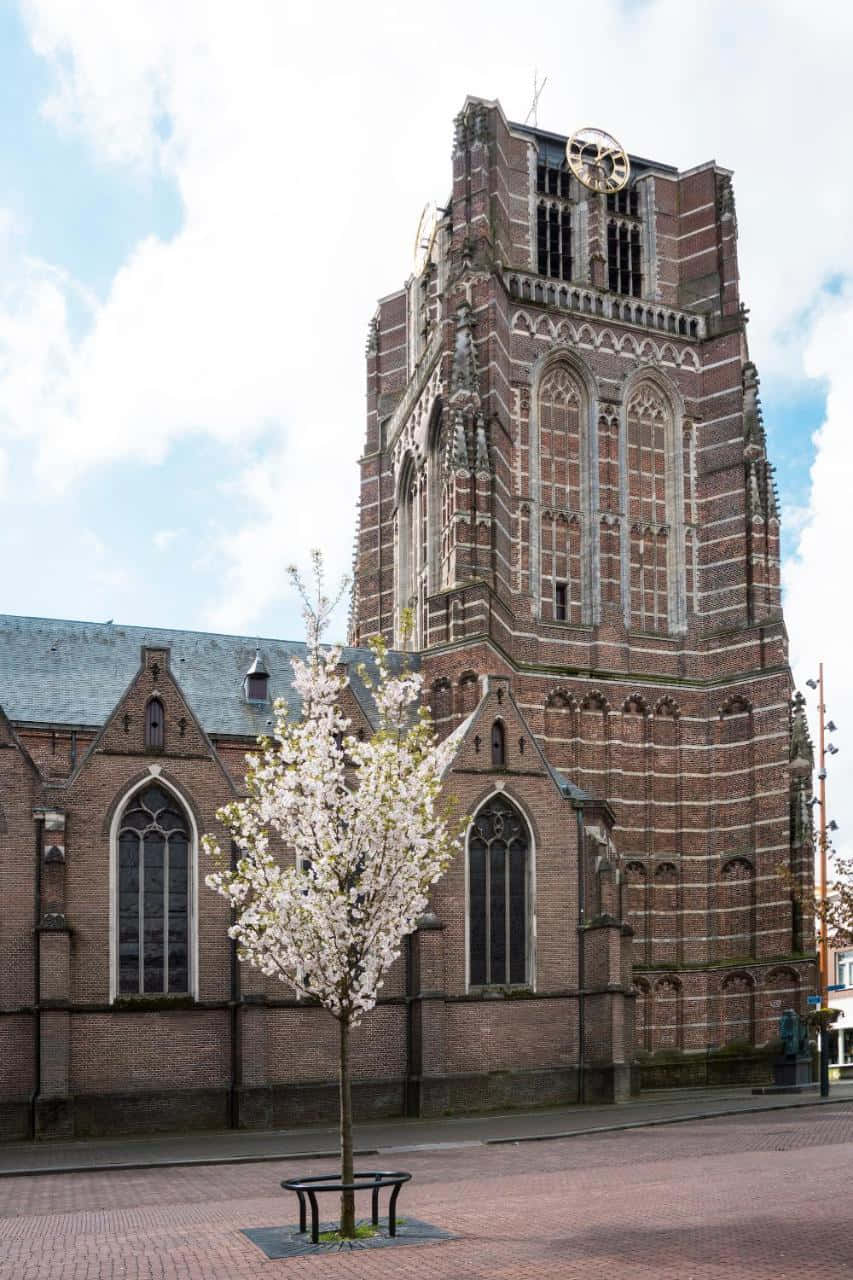 Oosterhout Church Tower Blossoming Tree Wallpaper