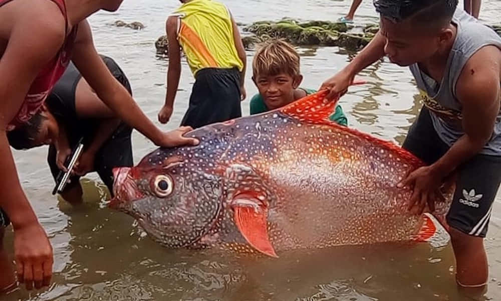 Opah Fish Found By Locals Wallpaper