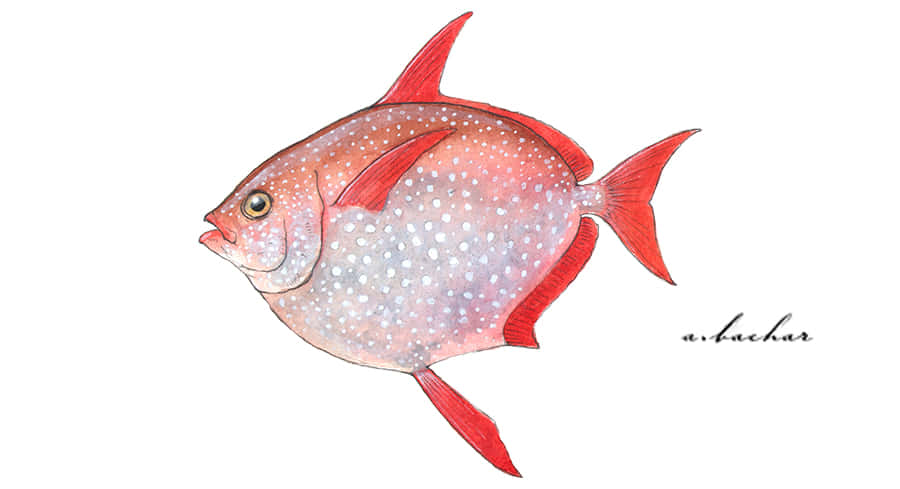 Opah Fish Illustration Wallpaper