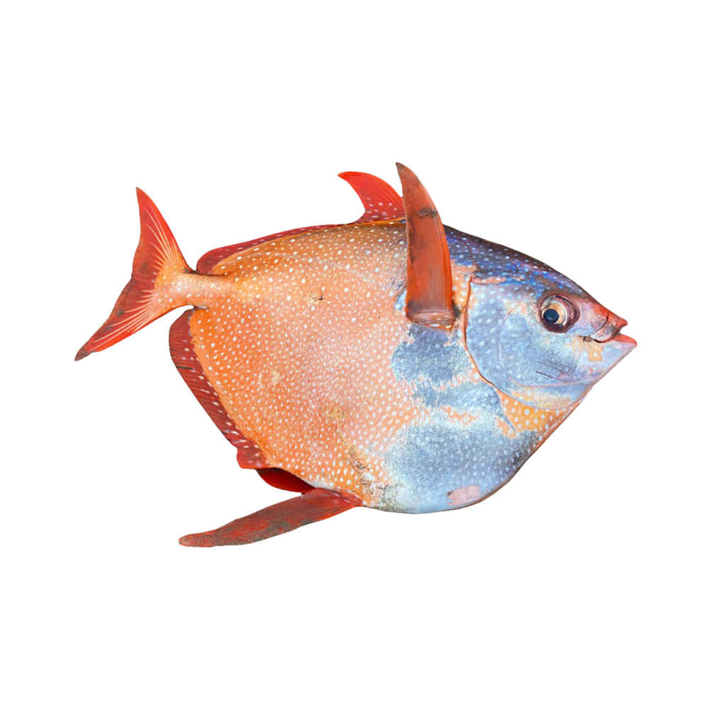 Opah Fish Isolatedon White Background Wallpaper