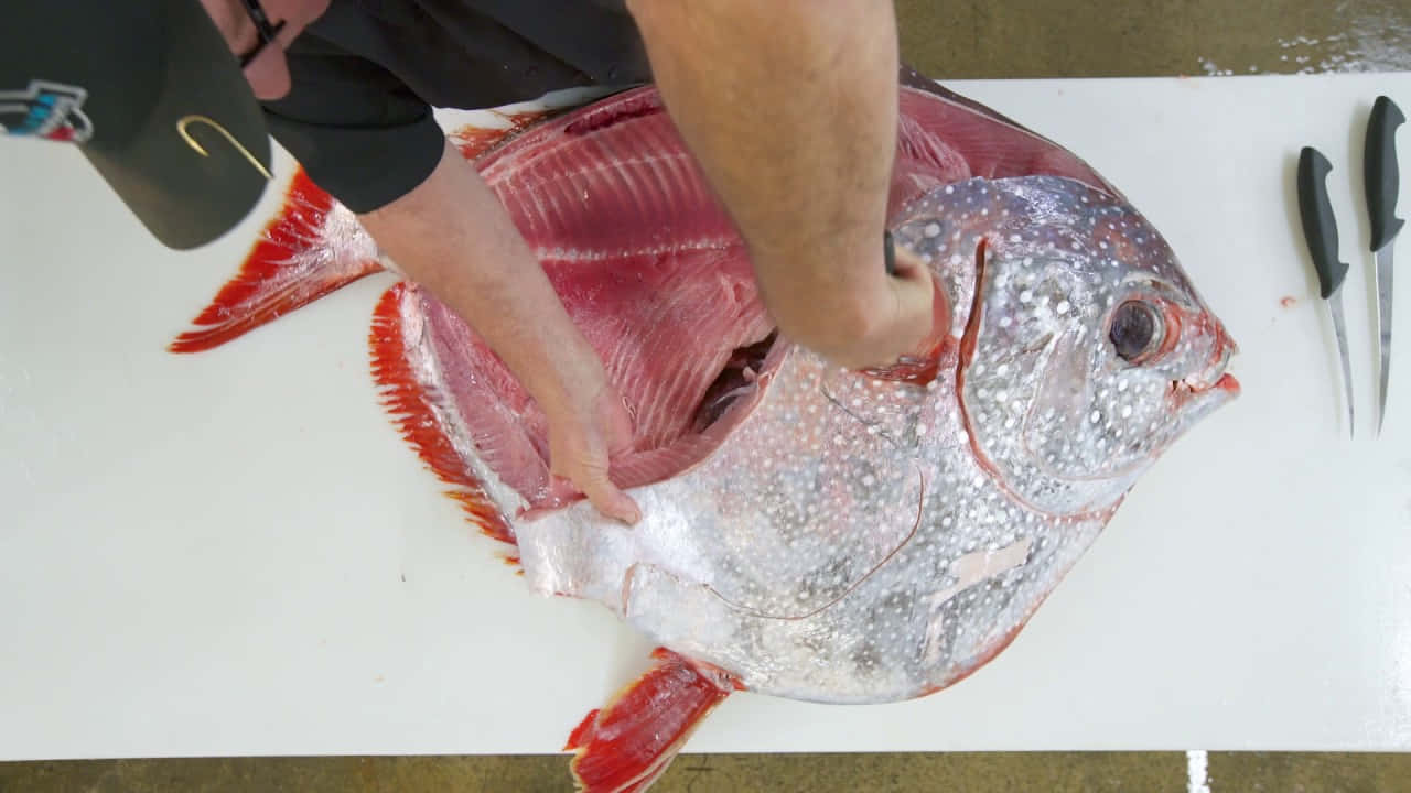 Opah Fish Preparation Wallpaper