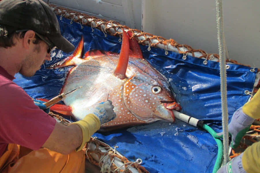 Opah Fish Research Activity Wallpaper