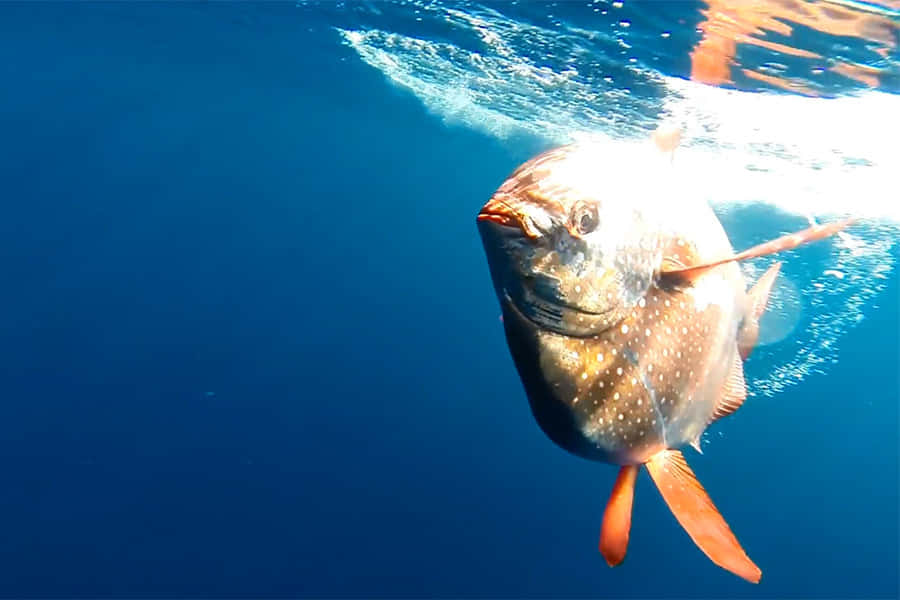 Opah Fish Swimming Underwater.jpg Wallpaper