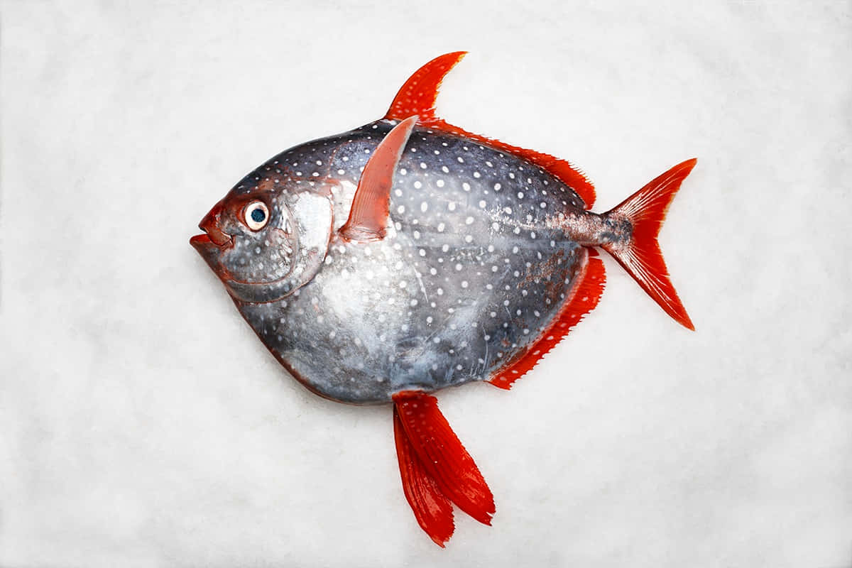 Opah Fish White Background Wallpaper