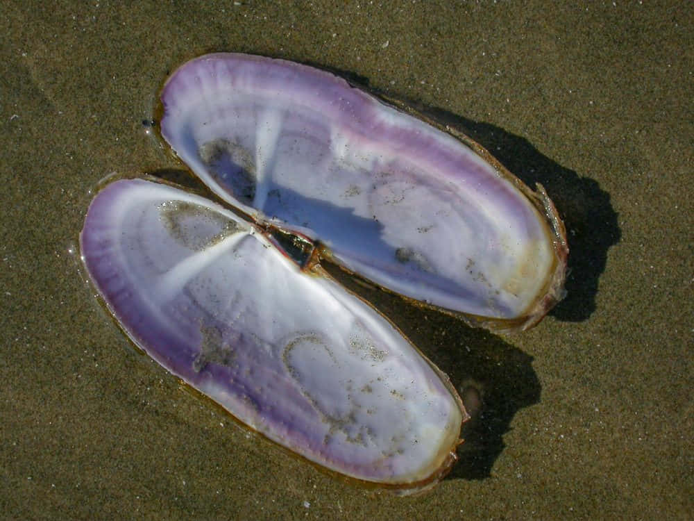 Open Razor Clam Shellon Sand Wallpaper