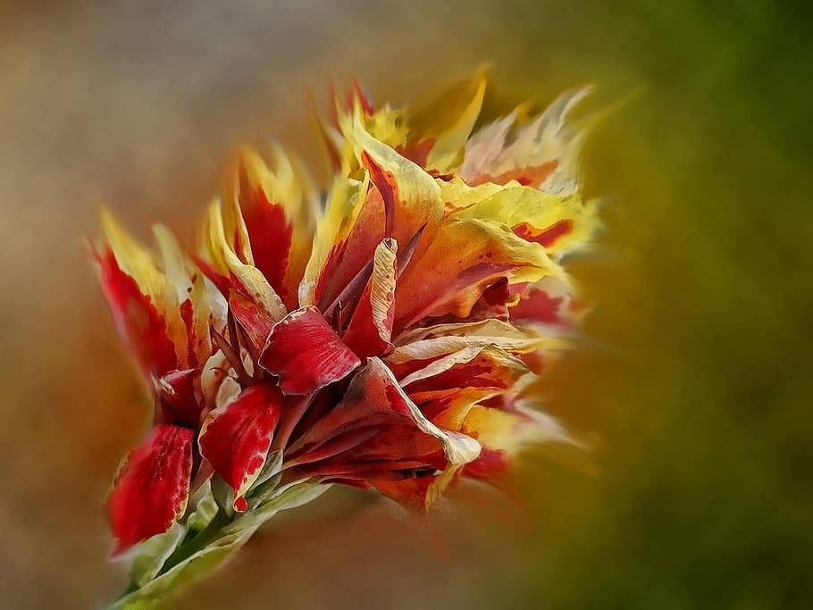 Orange And Red Gladiolus Flowers Wallpaper