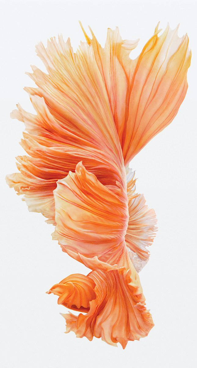 Orange Betta Fish Elegant Swim Wallpaper