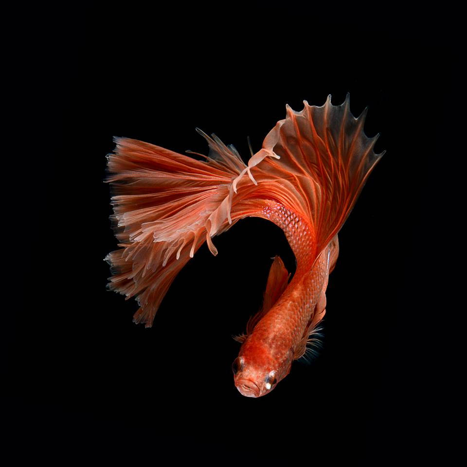 Orange Betta Fish Wallpaper