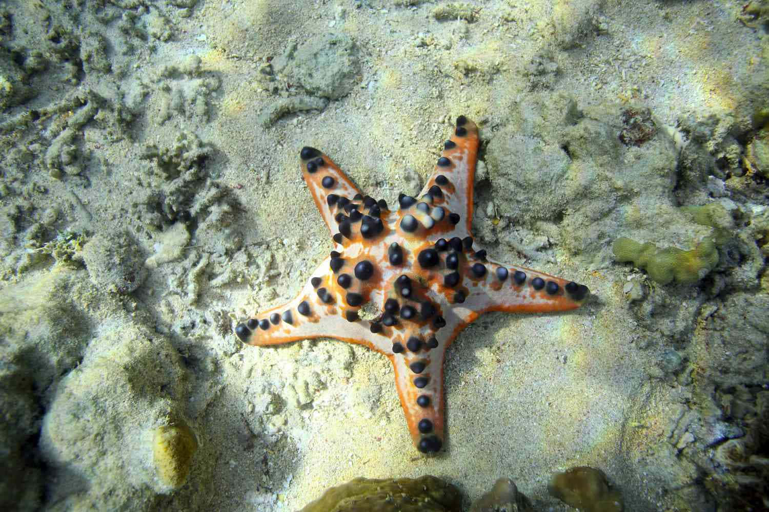 Orange Black Sea Star Underwater Wallpaper