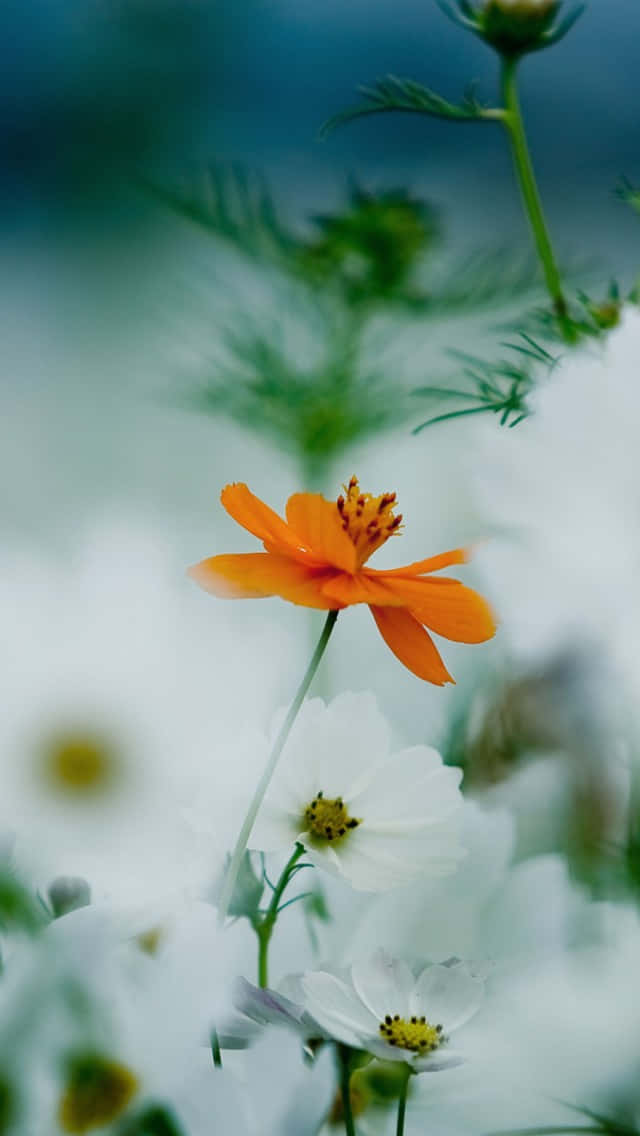 Orange Daisy Flower Wallpaper