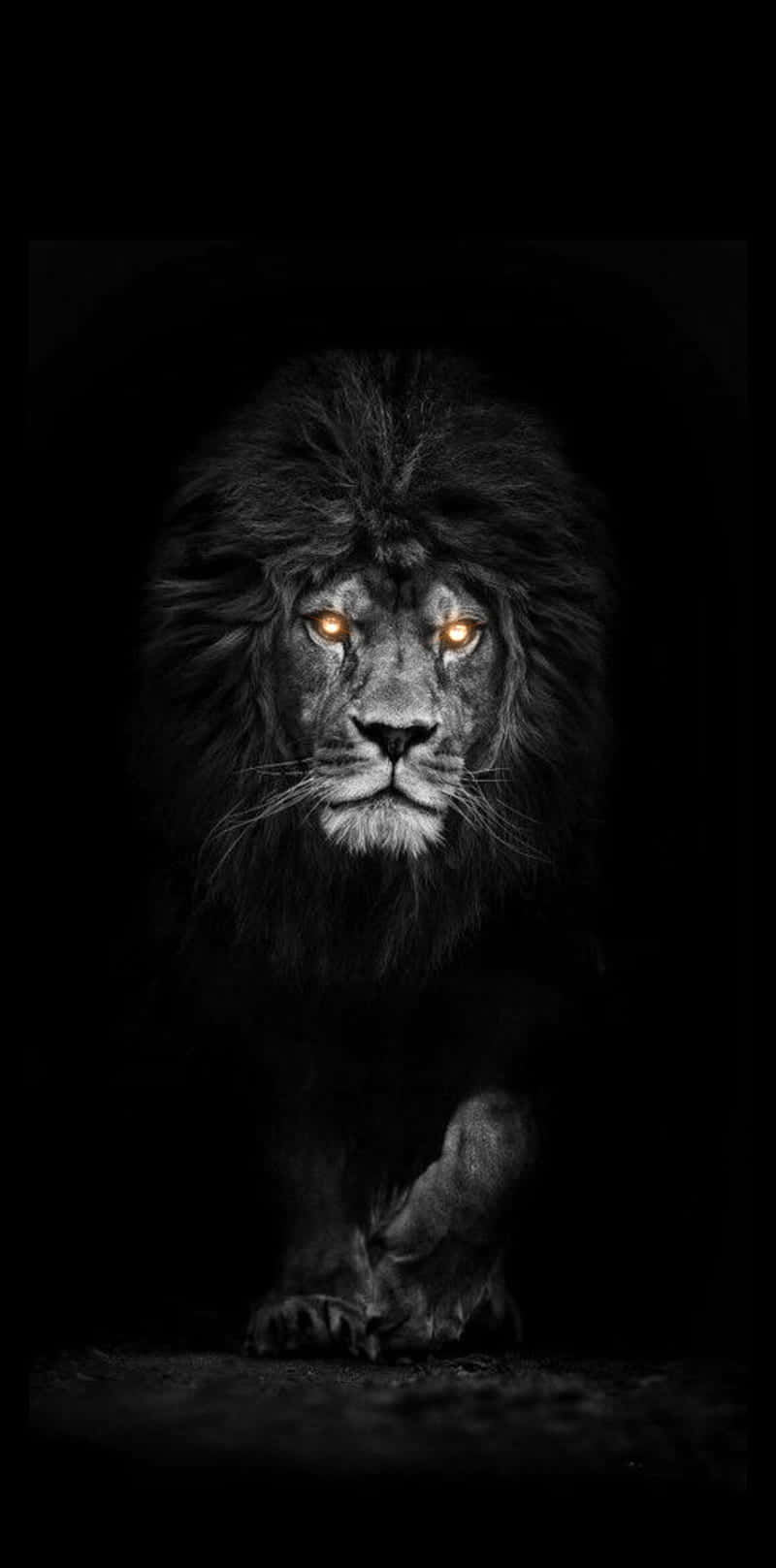 Orange Eyes Black And White Lion Wallpaper