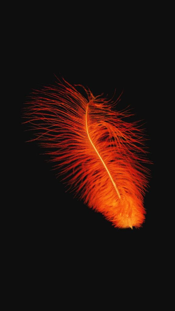 Orange Feather Minimal Dark Iphone Wallpaper