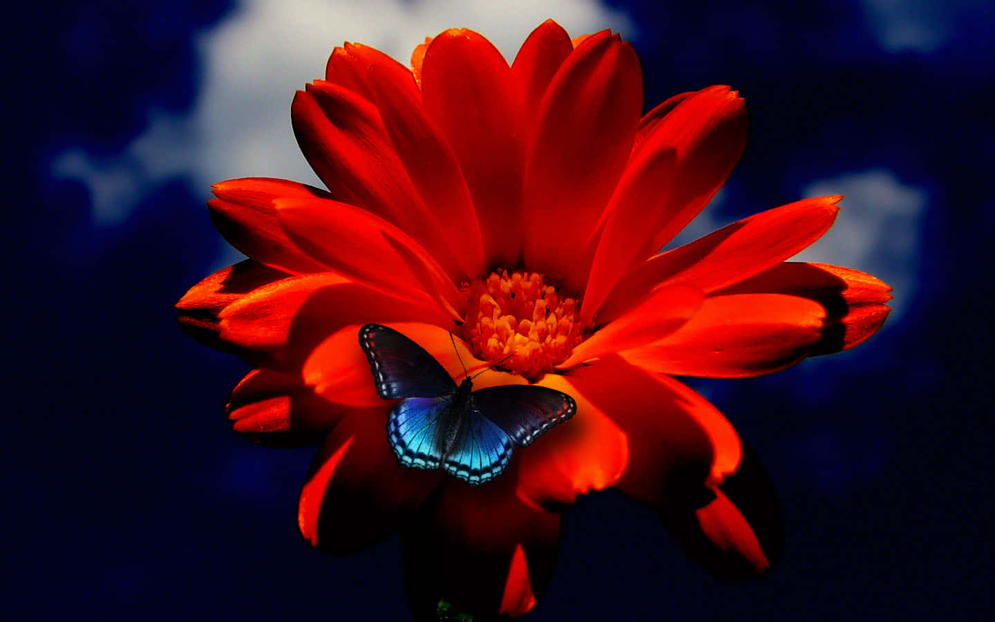 Orange Flower With Butterfly Wallpaper