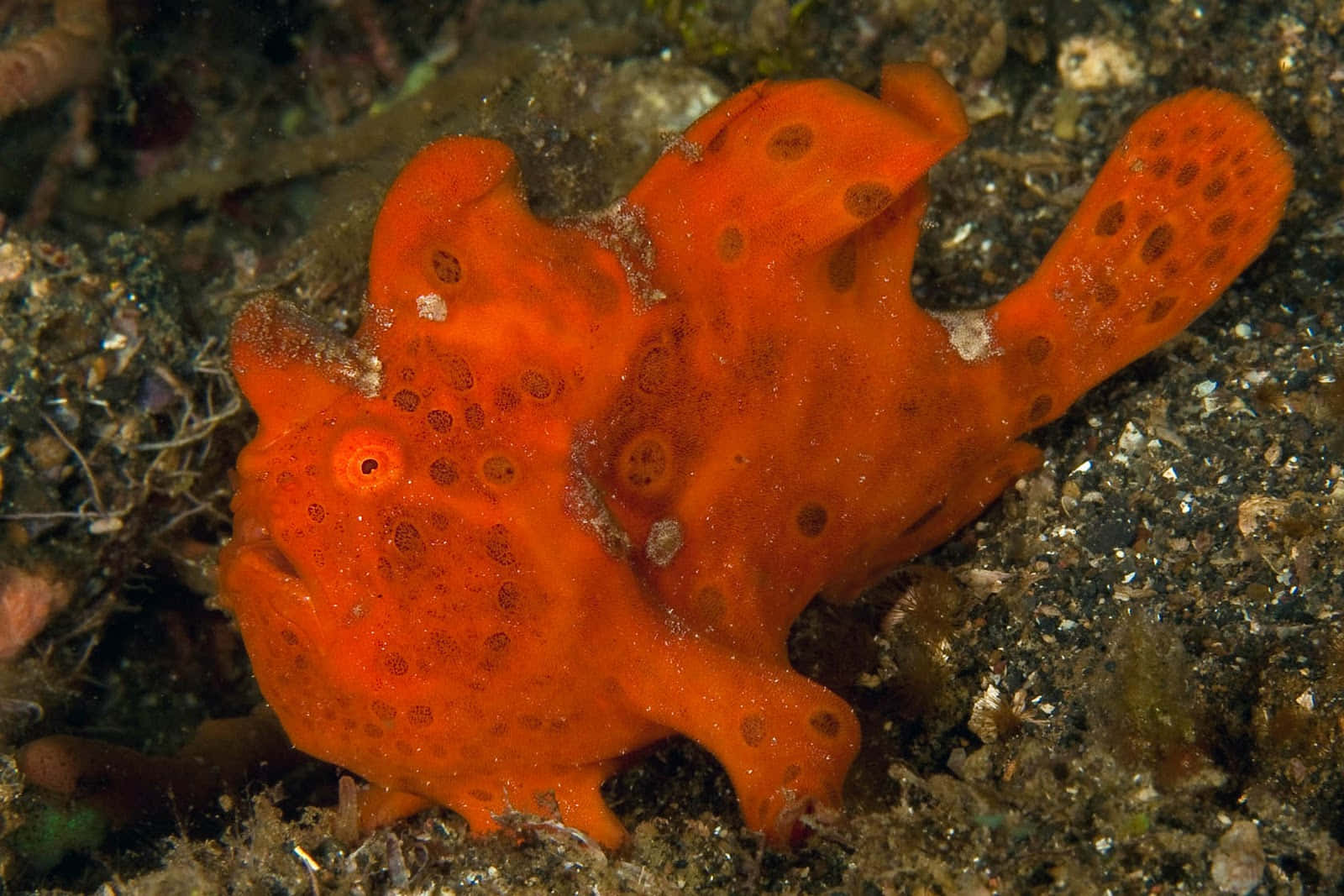 Orange Frogfish Camouflage.jpg Wallpaper