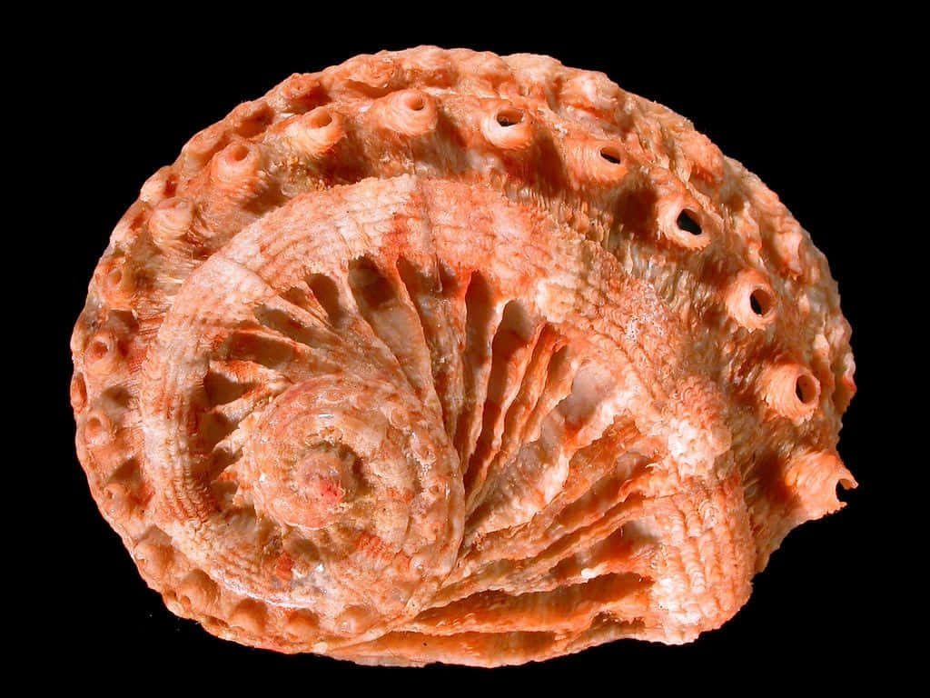 Orange Haliotis Shell Wallpaper