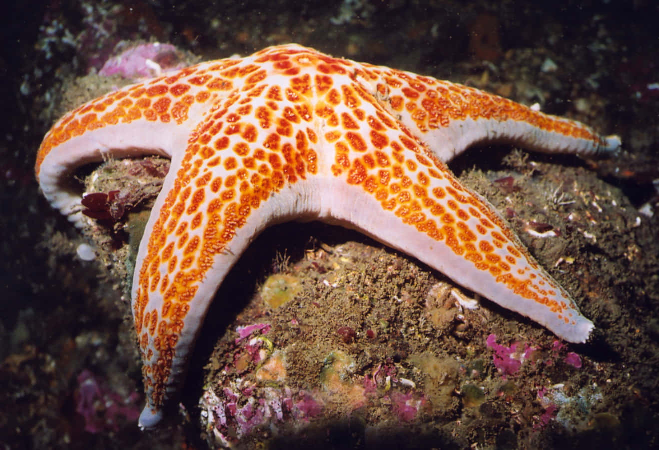 Orange Patterned Starfish Wallpaper