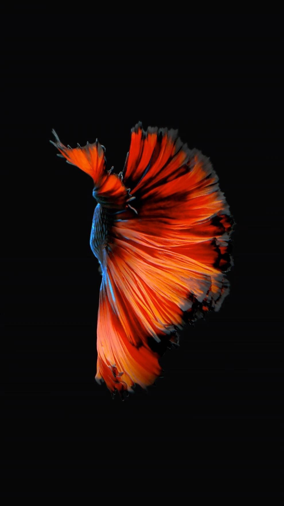 Orange Siamese Fighting Fish Iphone Wallpaper