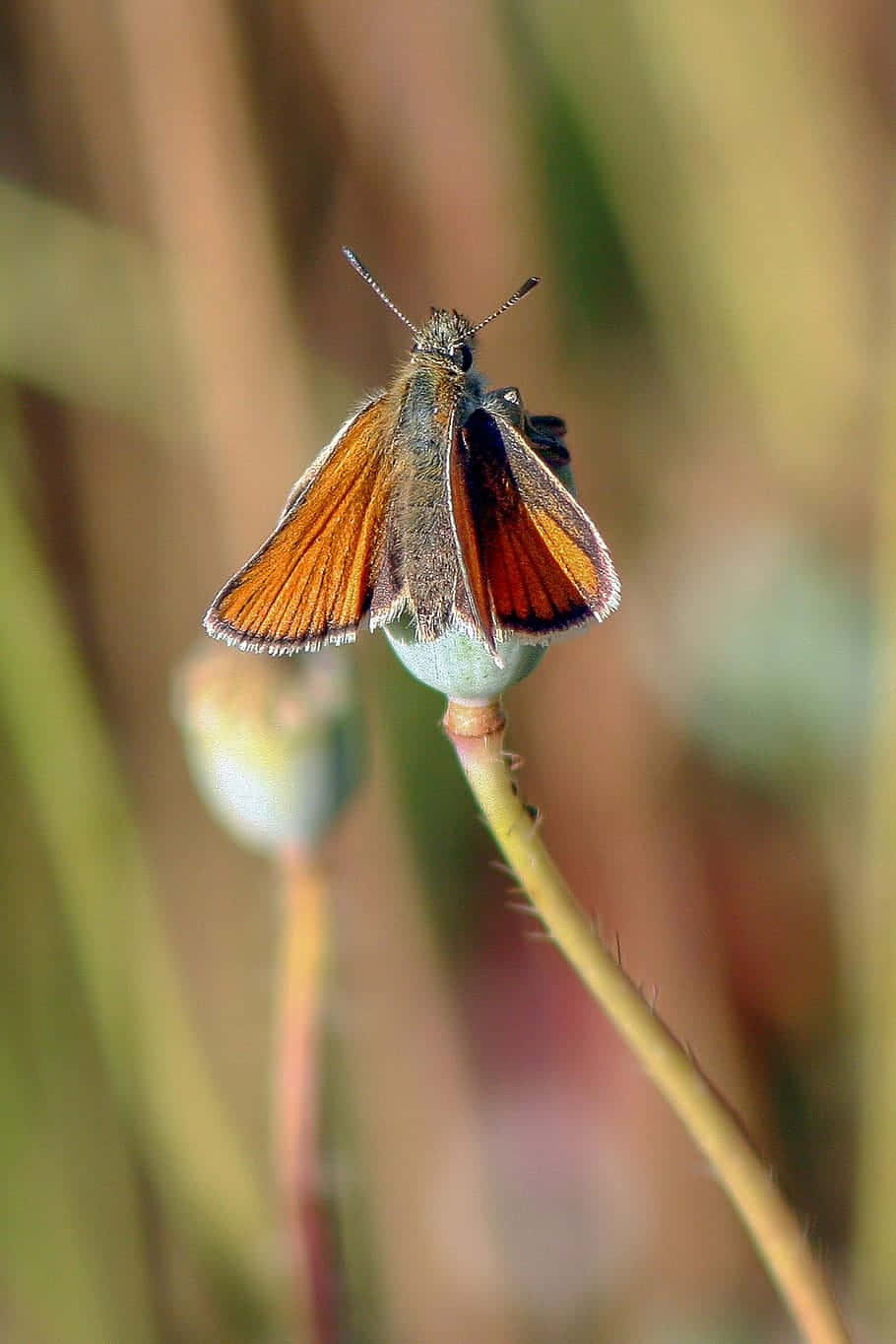 Orange_ Skipper_ Butterfly_ Perched Wallpaper