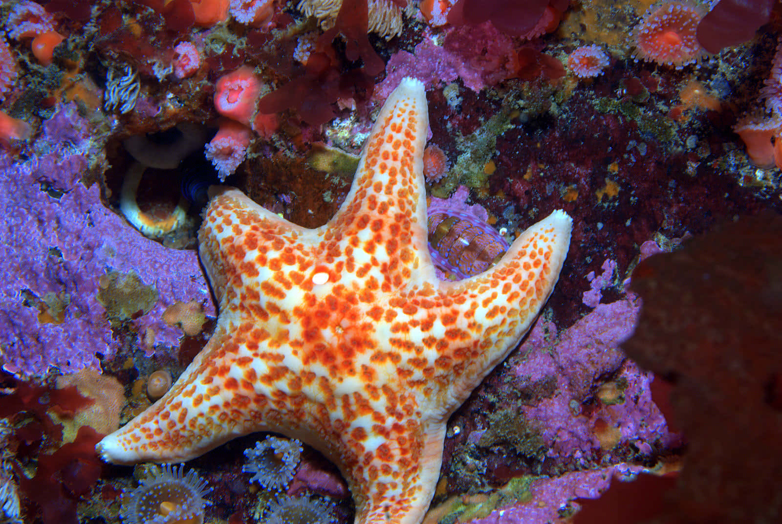 Orange Spotted Sea Staron Coral Reef Wallpaper