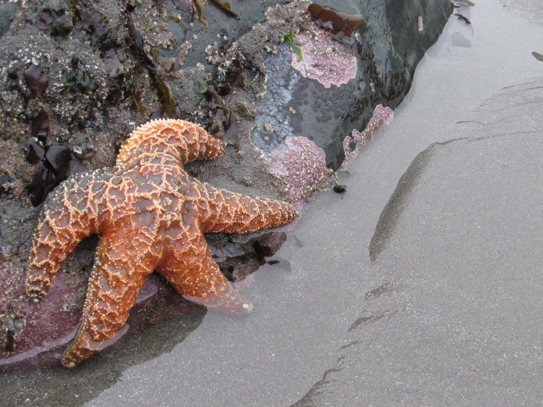 Orange_ Starfish_on_ Shoreline.jpg Wallpaper