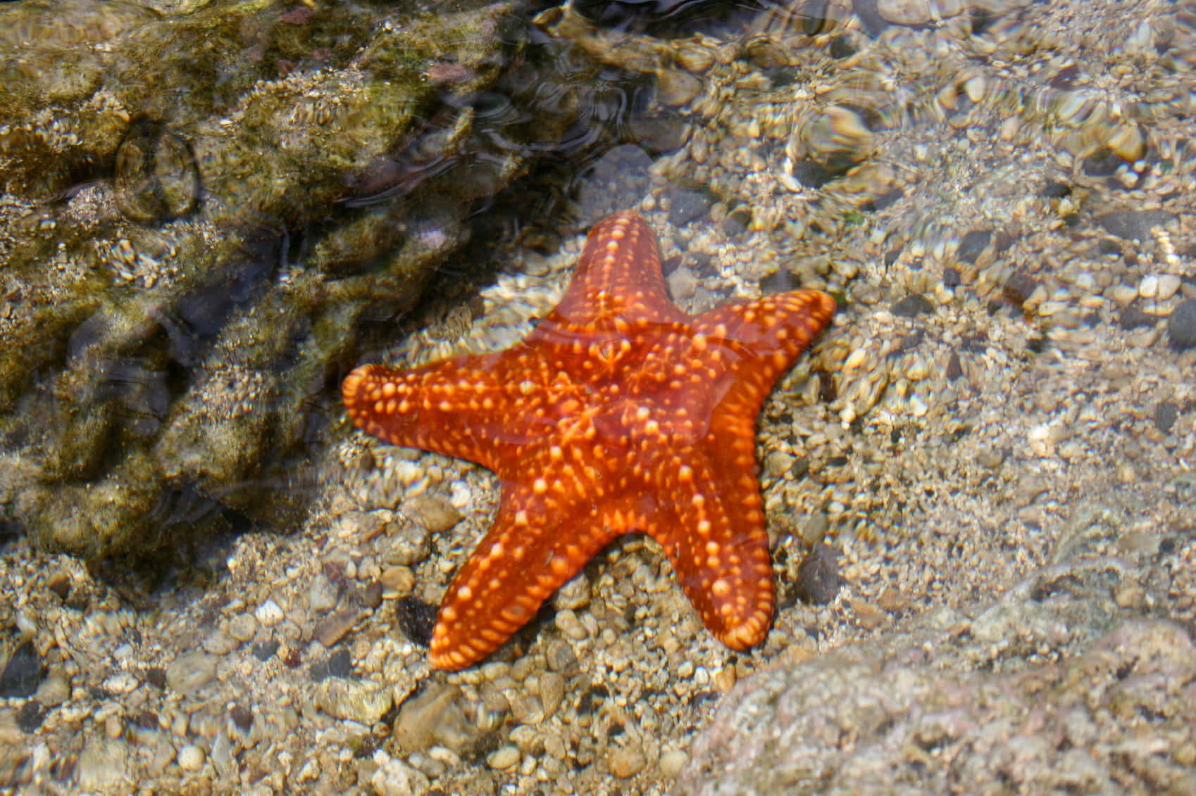 Orange Starfish Shallow Waters Wallpaper