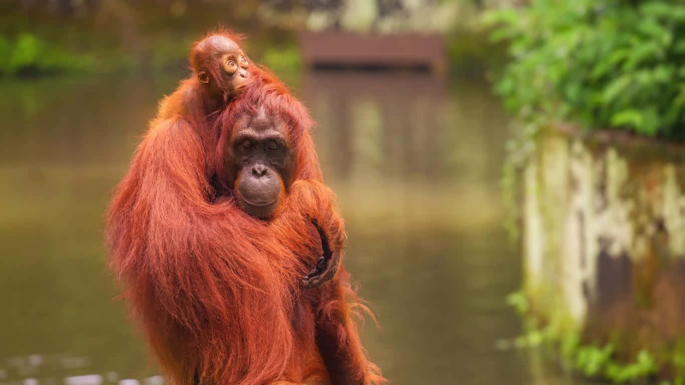 Orangutan Motherand Baby Singapore Zoo Wallpaper