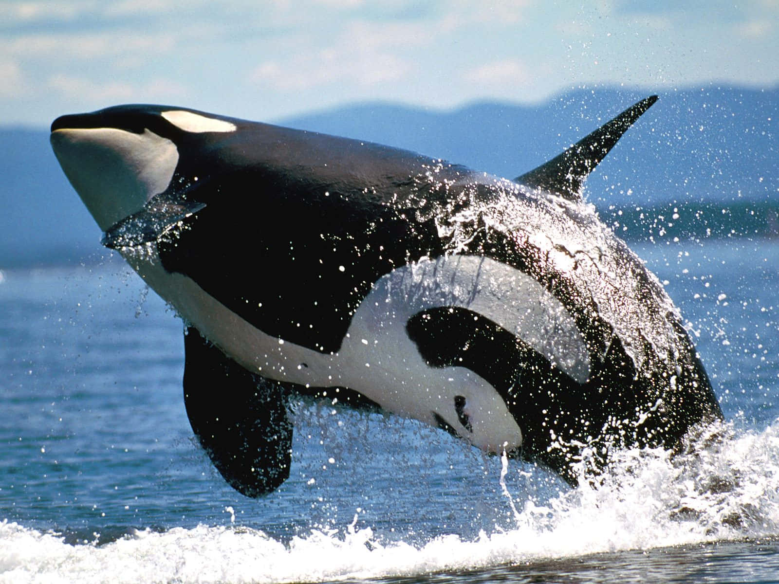 Orca Breaching Near Shoreline Wallpaper