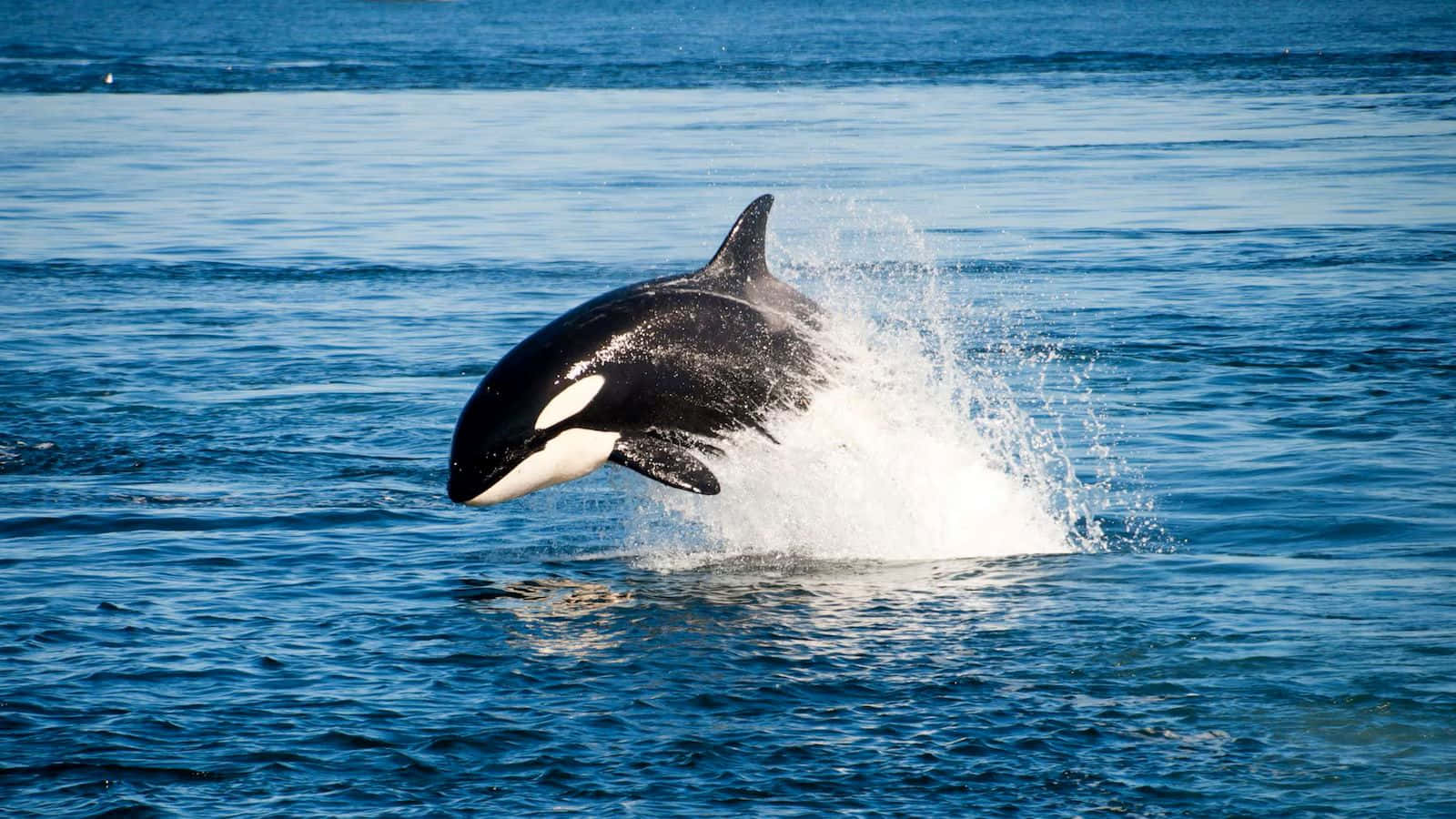 Orca Leaping Outof Water Wallpaper