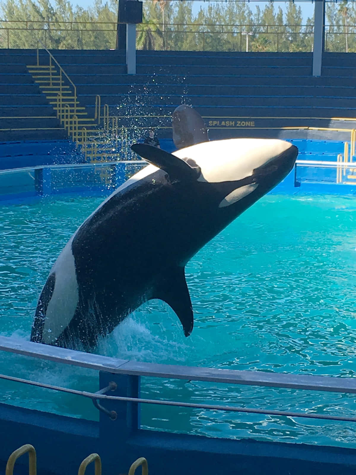 Orca Leapingat Aquarium Show.jpg Wallpaper