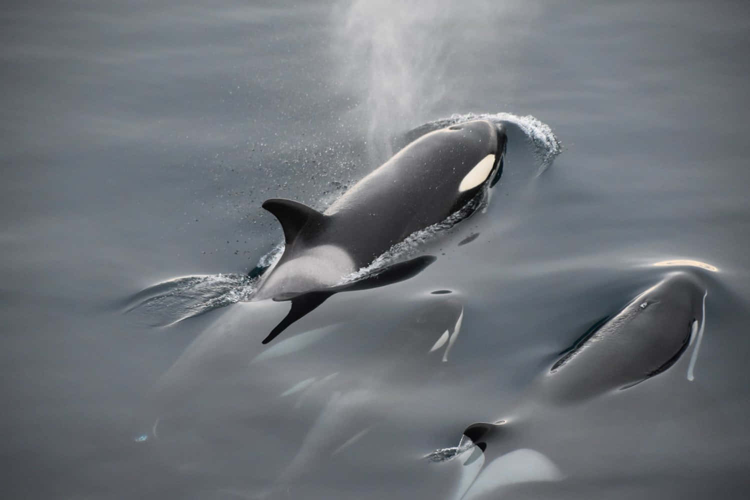 Orca Pod Surfacing Wallpaper