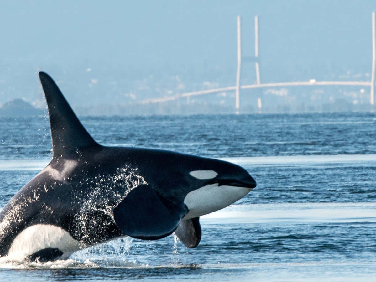 Orca Surfacing Near Bridge Wallpaper