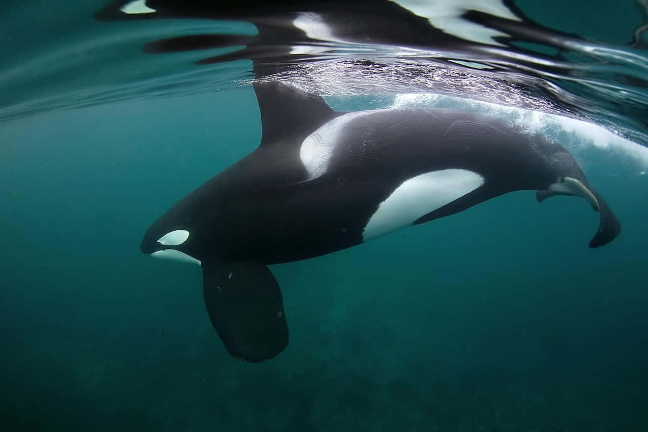 Orca Swimming Underwater.jpg Wallpaper