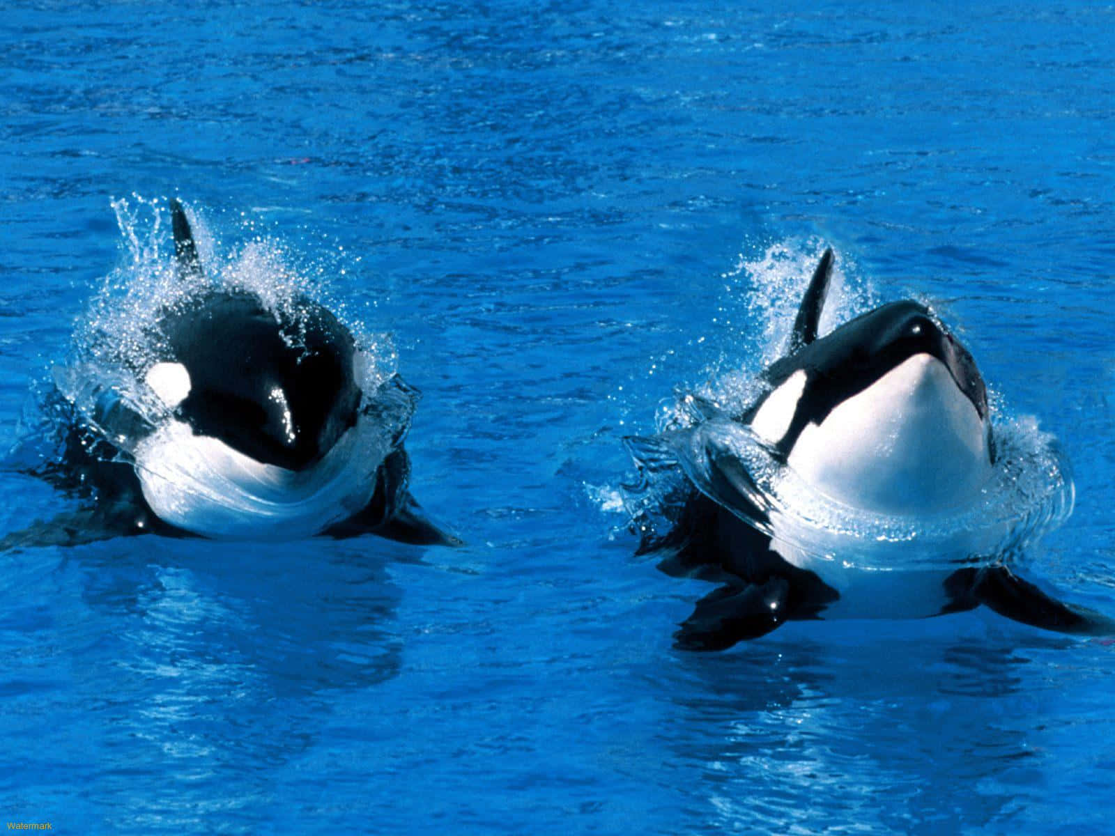 Orcas Breaching Surface Water Wallpaper