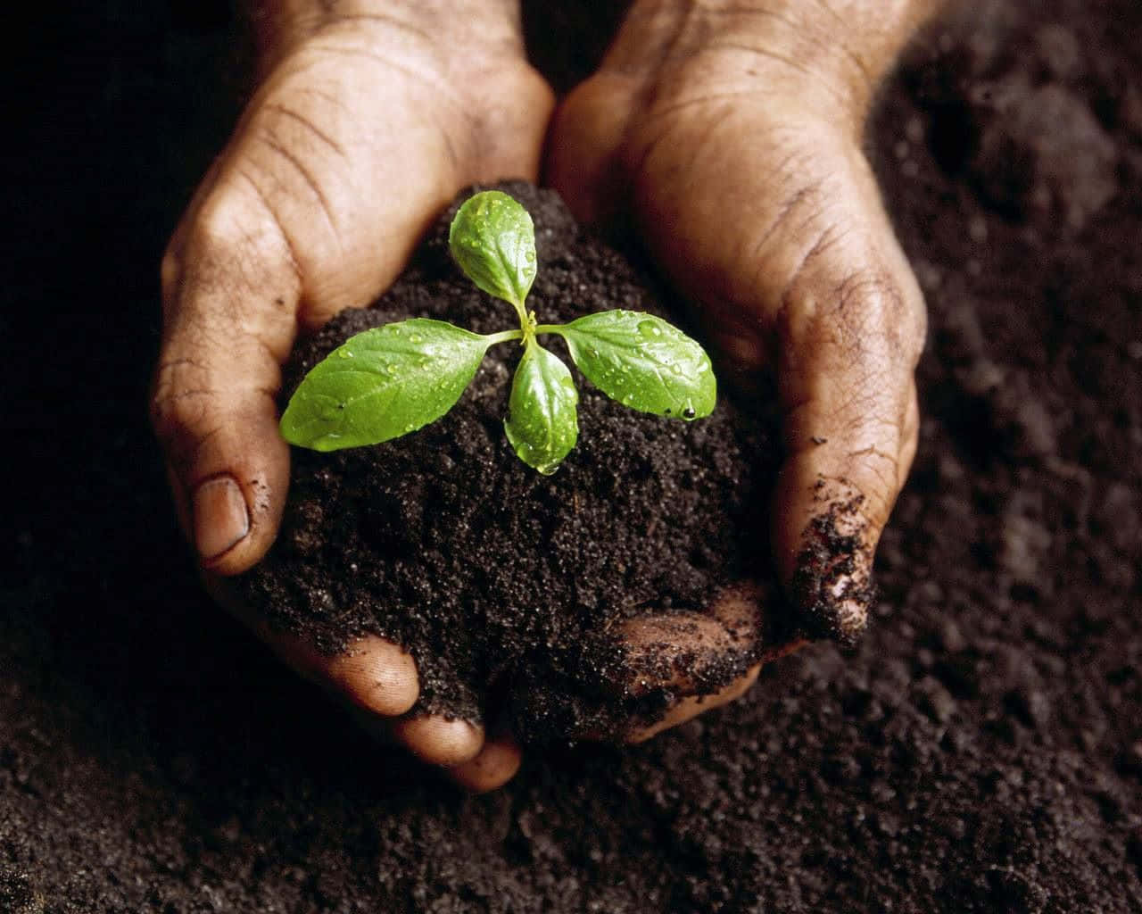 Organic Compost In A Garden Wallpaper