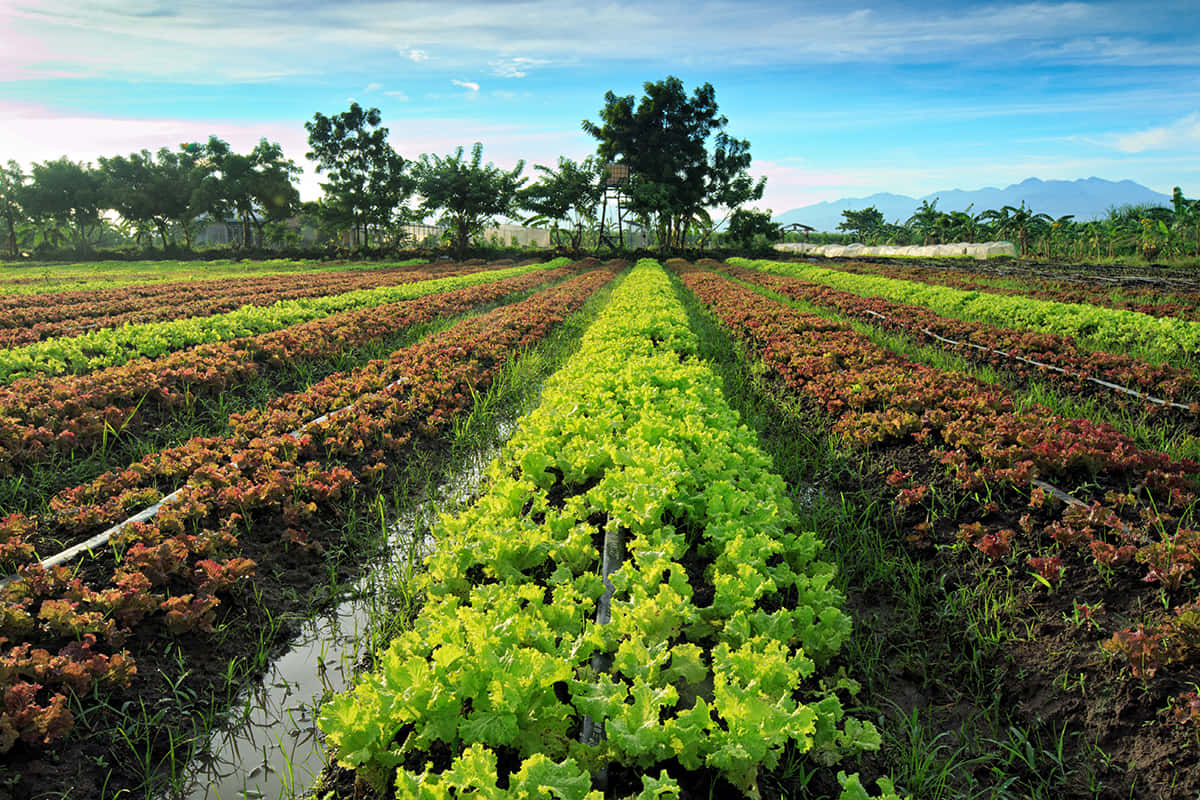 Organic Crops At A Lush Farming Landscape Wallpaper