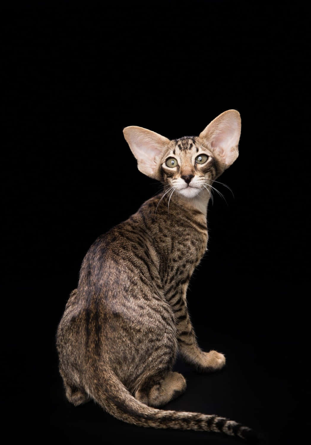 Oriental Shorthair Cat Lounging In Sunlight Wallpaper