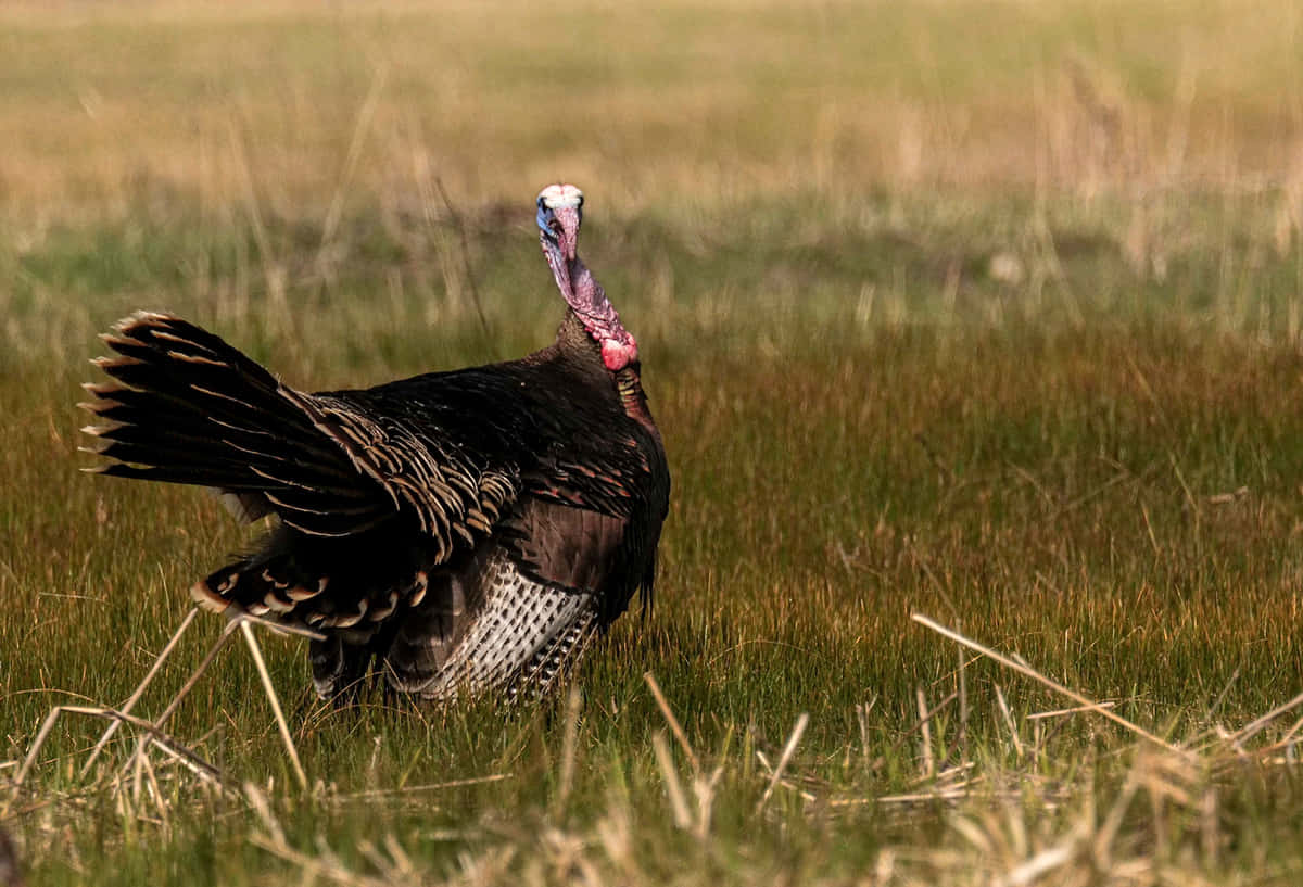 Ornery Wild Turkey In Grass Wallpaper