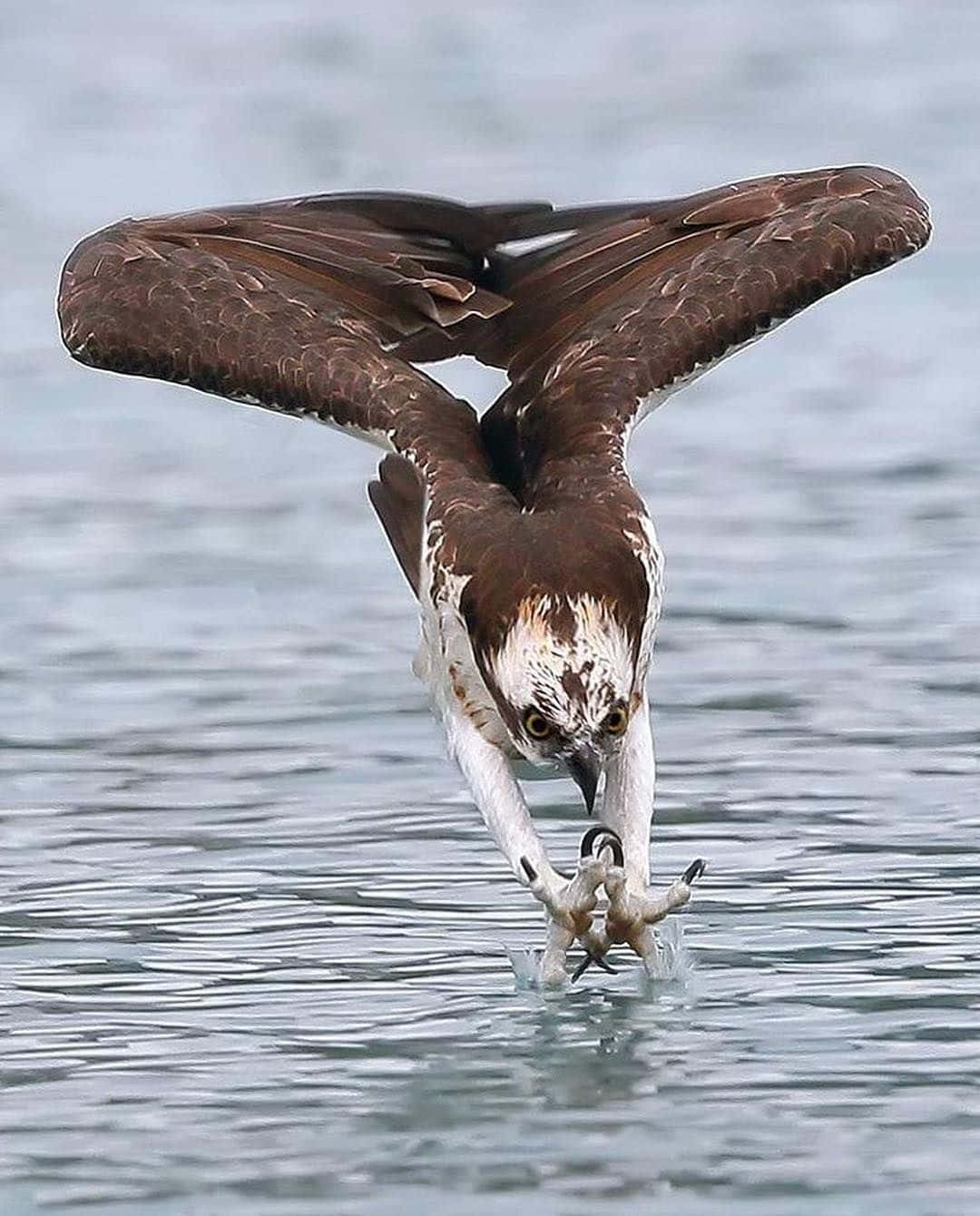 Osprey Hunting Dive Wallpaper