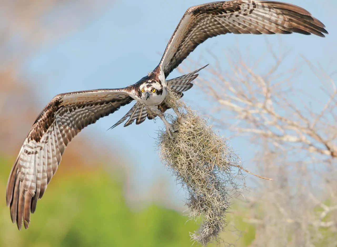 Ospreyin Flightwith Nesting Material Wallpaper