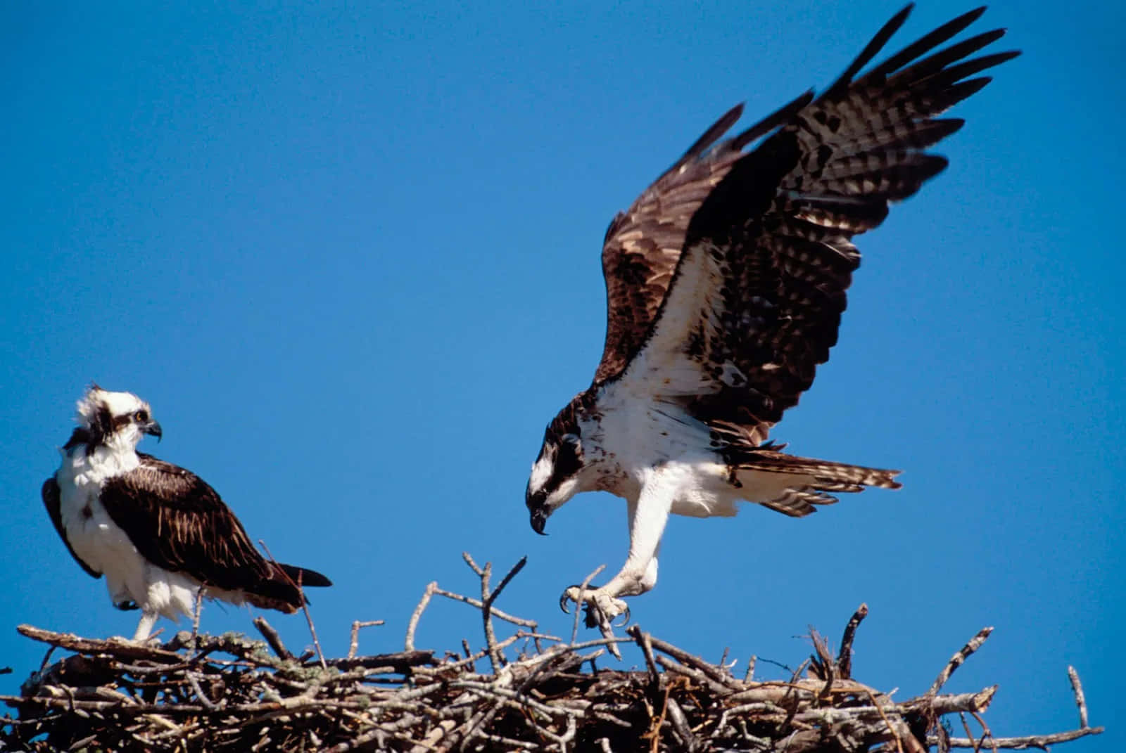 Ospreys_ Nesting_ Rituals.jpg Wallpaper