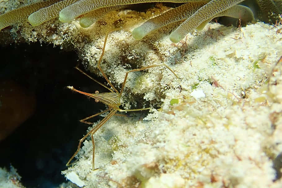 Pacific Cleaner Shrimp Underwater Wallpaper