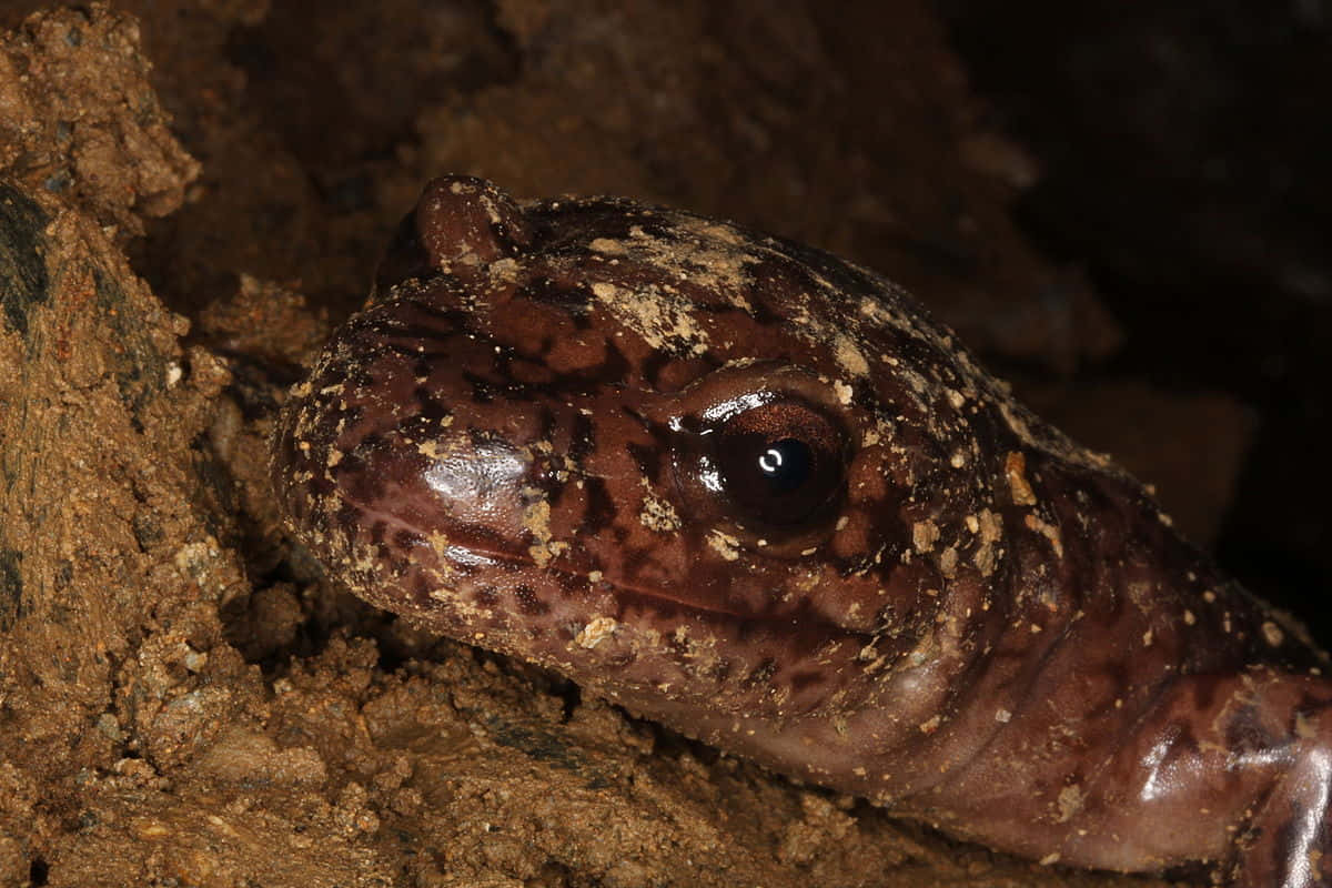 Pacific Giant Salamander Closeup Wallpaper